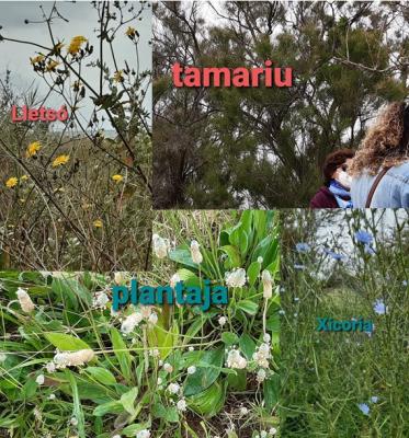 020521 Passejada etnobotànica (2).jpg