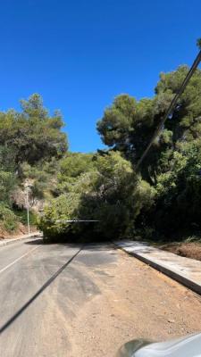 130725 ARBRE CAIGUT MAR TRADER.jpg