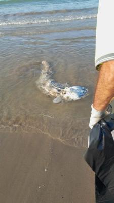 150725 PEIX AIGUA DOLÇA A LES PLATGES 1.jpg