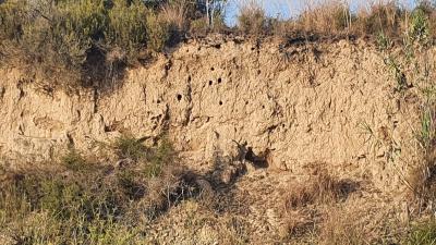 200722 Sortida guiada Abellerol_colonia 2.jpg