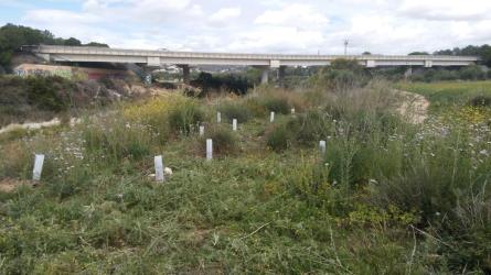 ARBA PLANA DEL MOLÍ 2.jpg