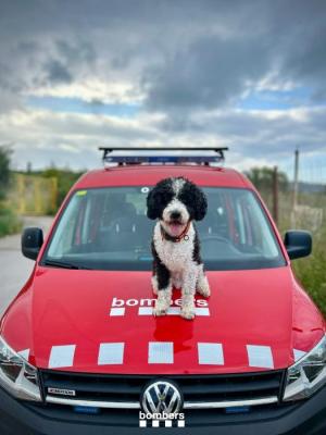 BOMBERS RECERCA DESAPAREGUT GOS XAI 2025.jpeg