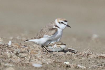 CORRIOL CAMANEGRE GEPEC MAIG 2025 (Mario Suárez).jpeg
