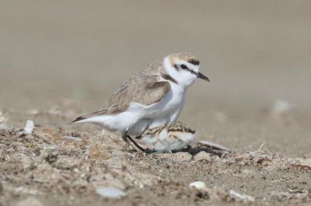 CORRIOL CAMANEGRE GEPEC MAIG 2025 (Mario Suárez).jpeg