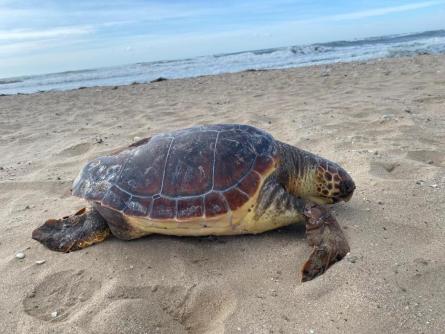 TORTUGA CARETA MOTA 231025 1.jpeg